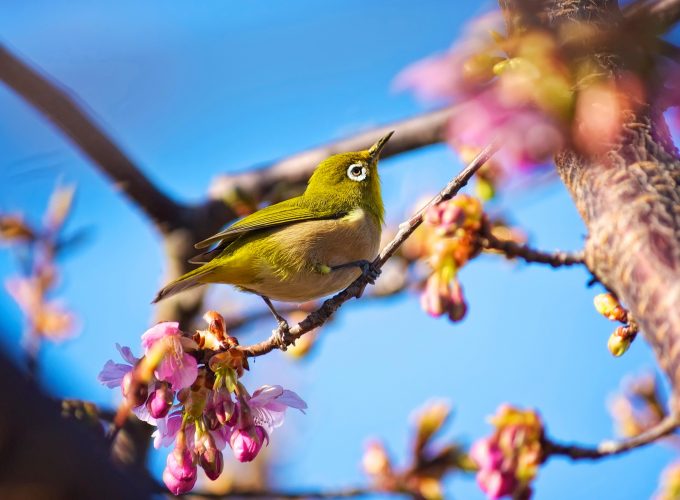 Wallpaper Japanese bird, White Eye, nature, flowers, spring, blue sky, sakura, Animals 134611405